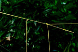 Accesories - GO! Line | Premium Ultralight Reflective Cord | 100' Roll