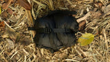 Accesories - Stratus Top Quilt: The Sleeping Un-Bag & Hammock Top Quilt 40°F